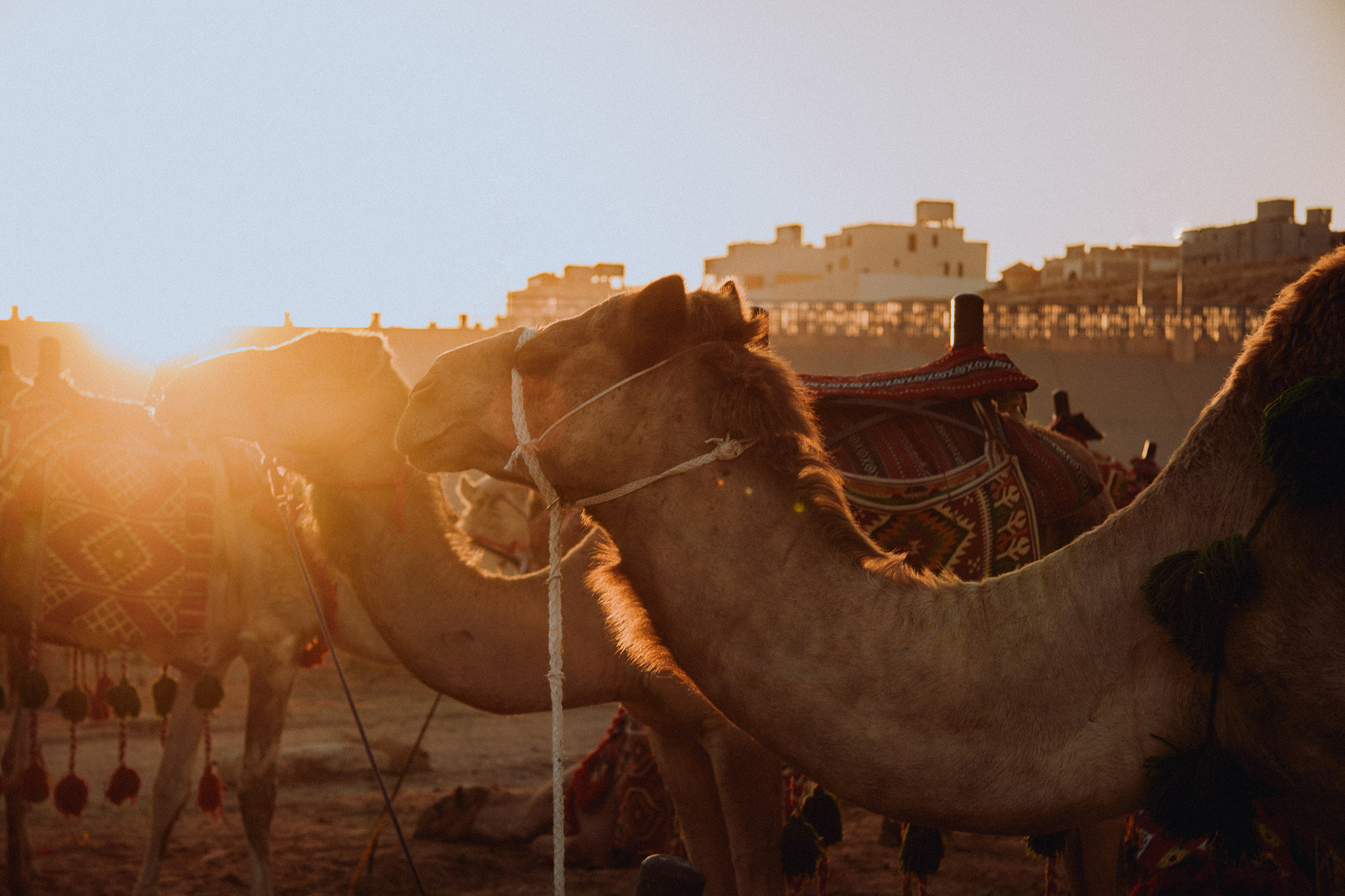 wielbłądy o zachodzie słońca
